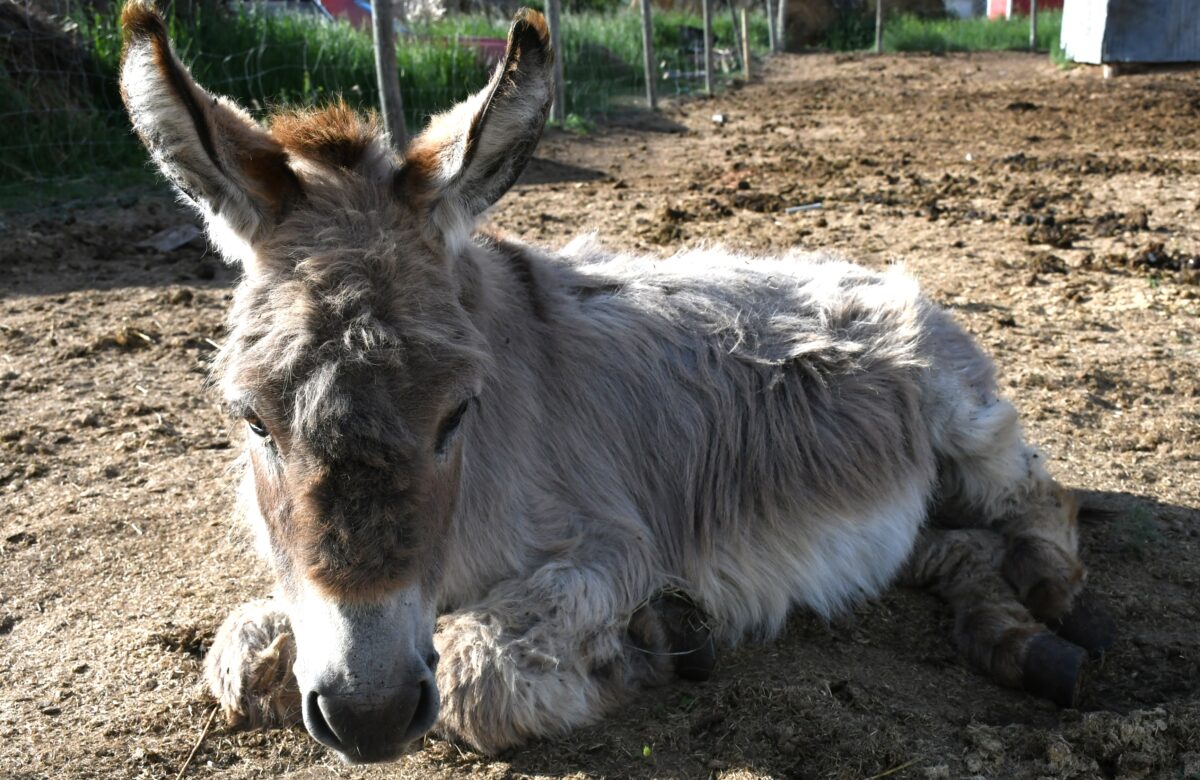 Missing paperwork keeps one local donkey from holding a Guinness World Record