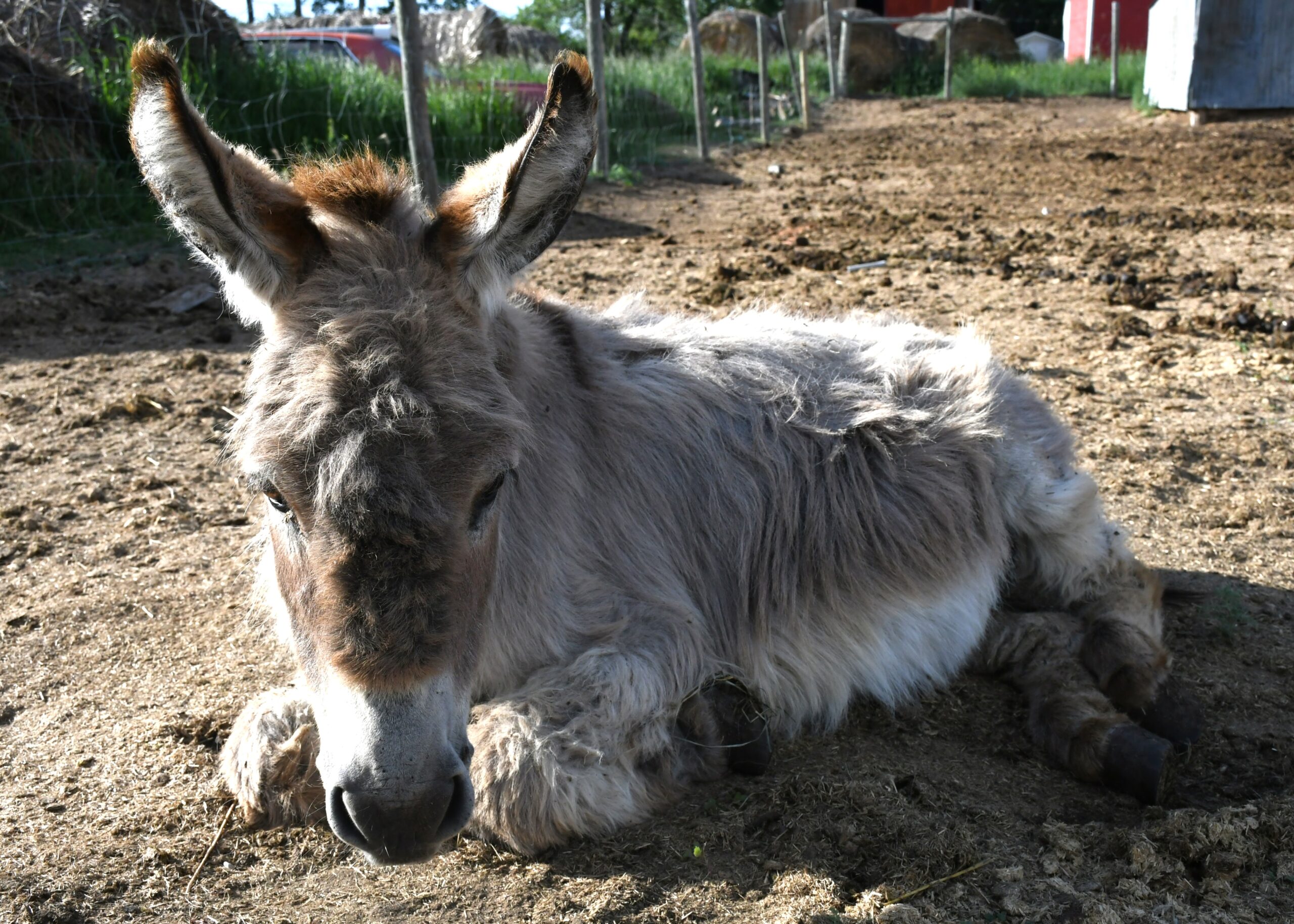 Missing paperwork keeps one local donkey from holding a Guinness World Record