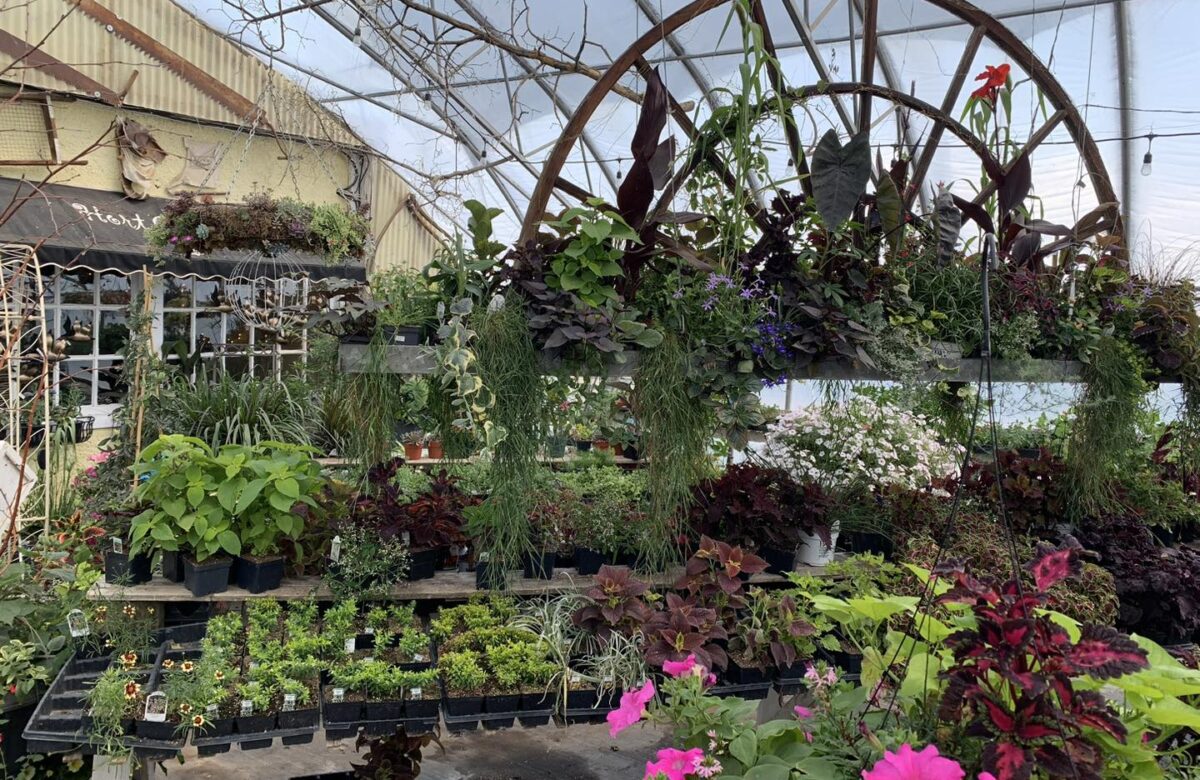 Despite new ownership, Windmill Greenhouse remains open for Mother’s Day and beyond