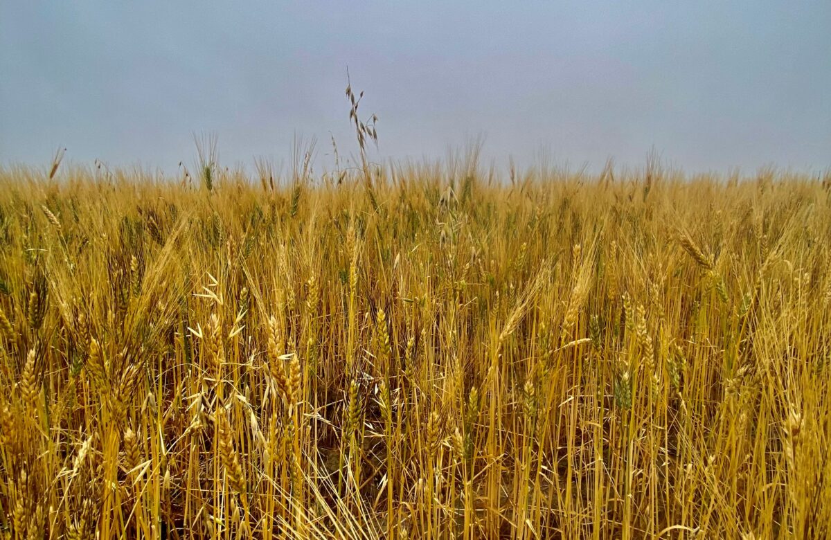 Market analyst explores how increased Russian exports affect local wheat futures