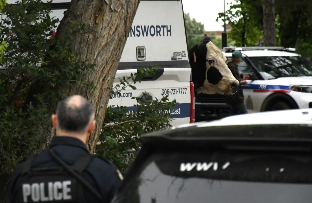 Bovine suspect evades police on hoof as Moose Jaw’s rogue cow epidemic grows