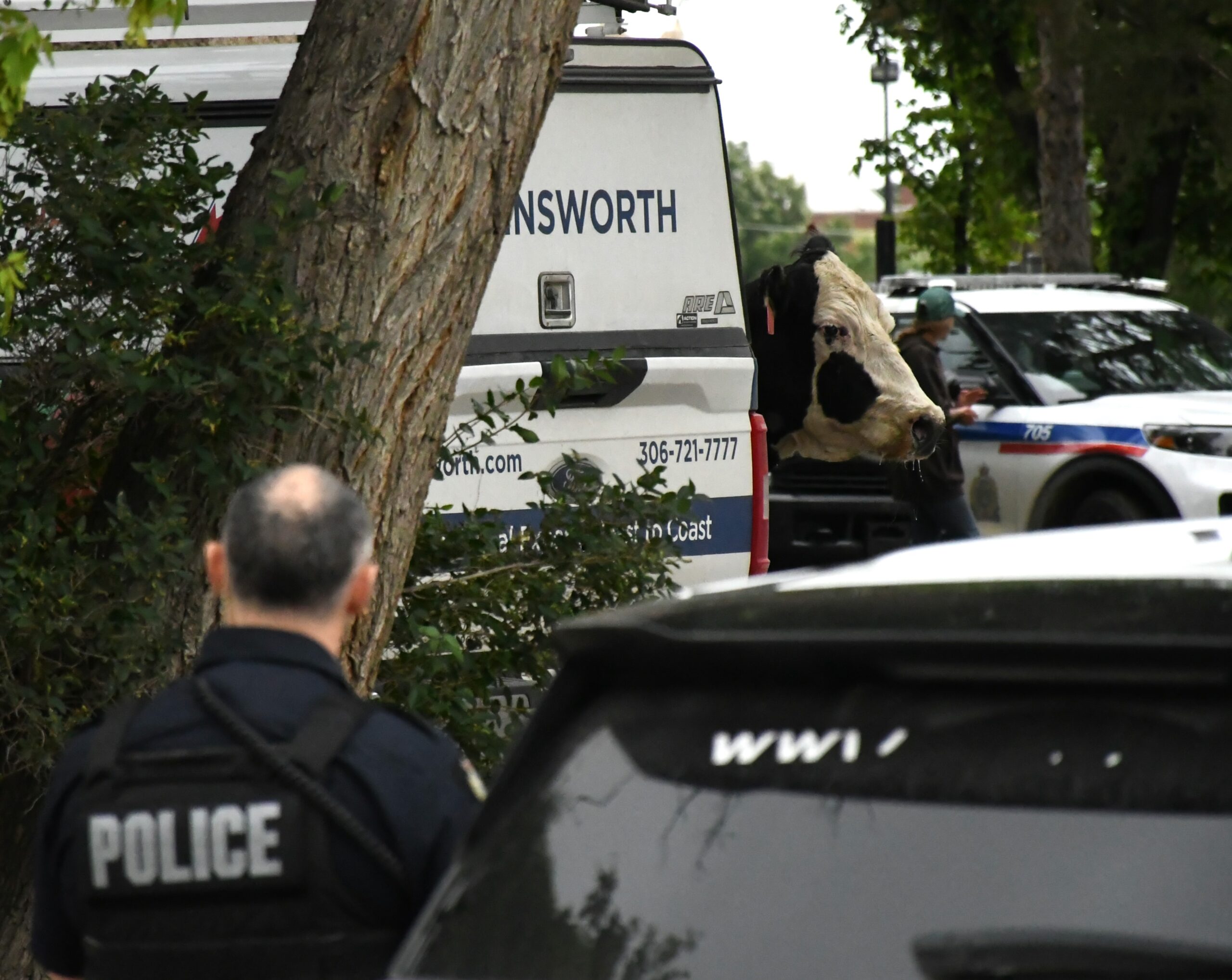 Bovine suspect evades police on hoof as Moose Jaw's rogue cow epidemic grows