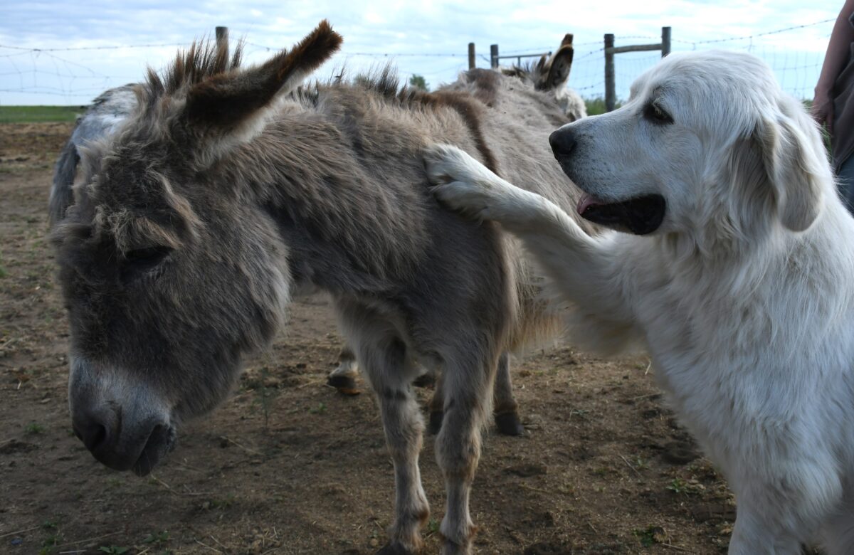 Free To Be Me Sanctuary continues giving vulnerable animals a loving new home