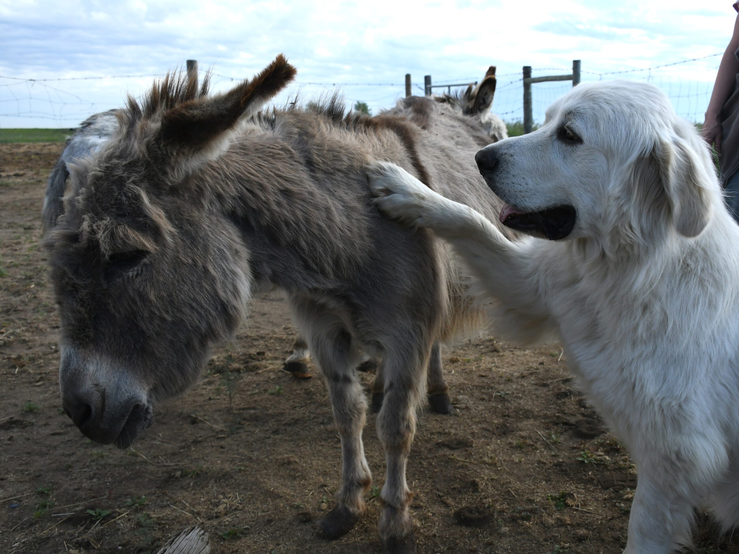 Free To Be Me Sanctuary continues giving vulnerable animals a loving new home