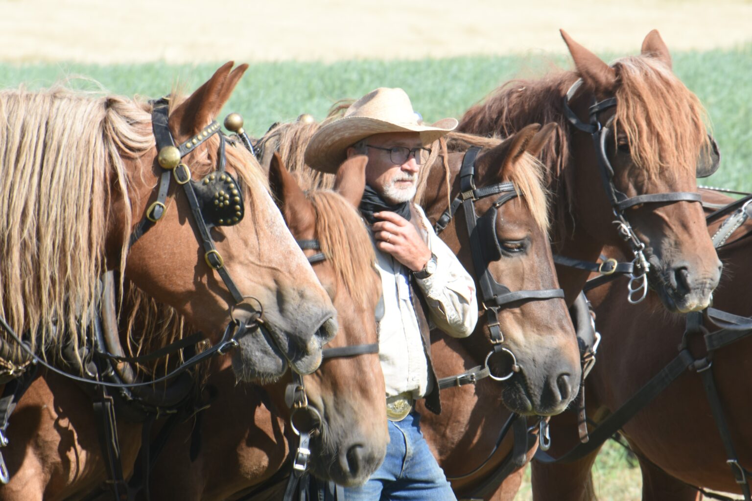 Suffolk Rural Equine Pondside Paddocks hosts the North American Suffolk Horse Association's ...