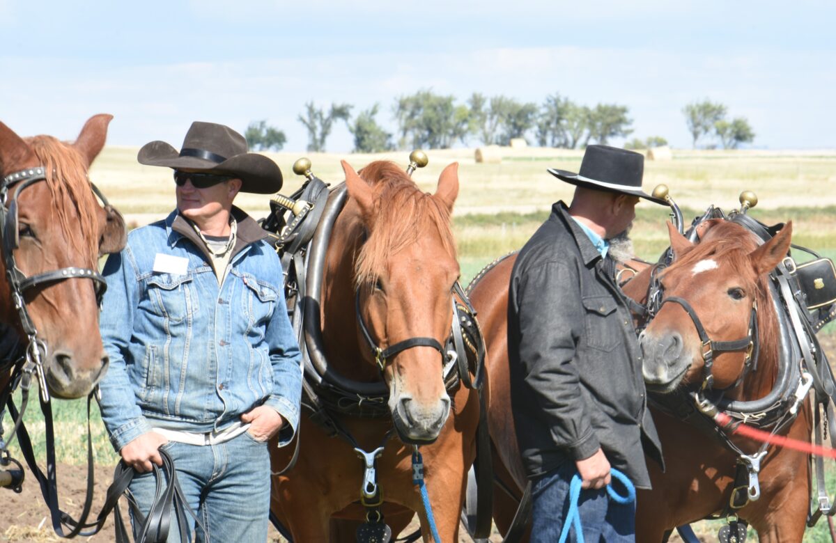 Pondside Paddocks hosts the North American Suffolk Horse Association’s annual general meeting