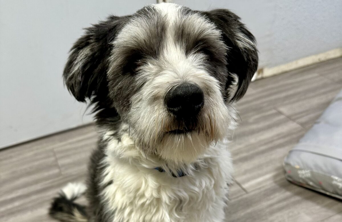 A ‘tail’ of Christmas hope: Benny the dog finds a loving home after roadside rescue