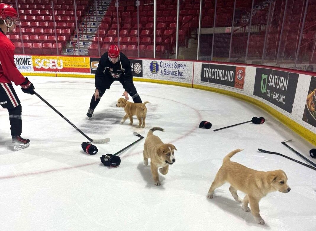 Warriors welcome four-legged recruits for a ‘pawsome’ practice with Running Wild