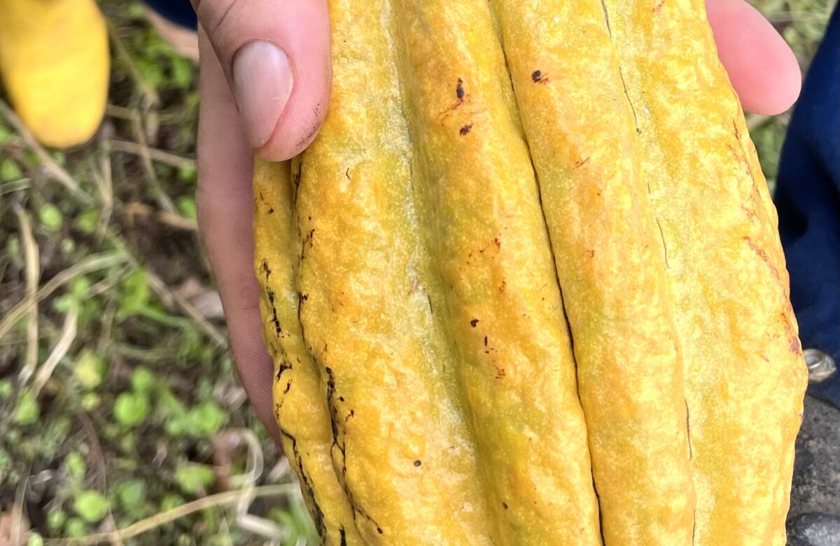 Assiniboia to the Andes: Saskatchewan’s chocolate farmer is on a sweet mission