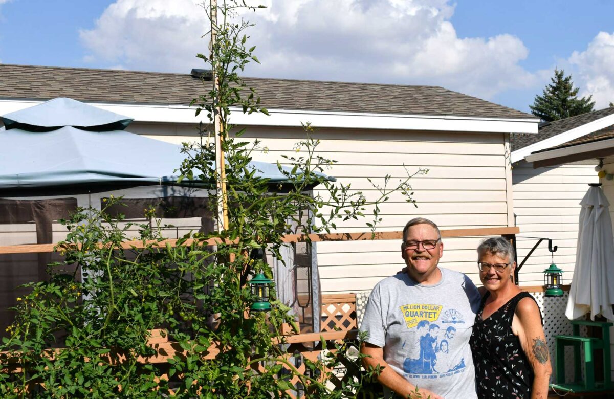 Step aside, Jack: Local couple nurtures backyard tomato giant