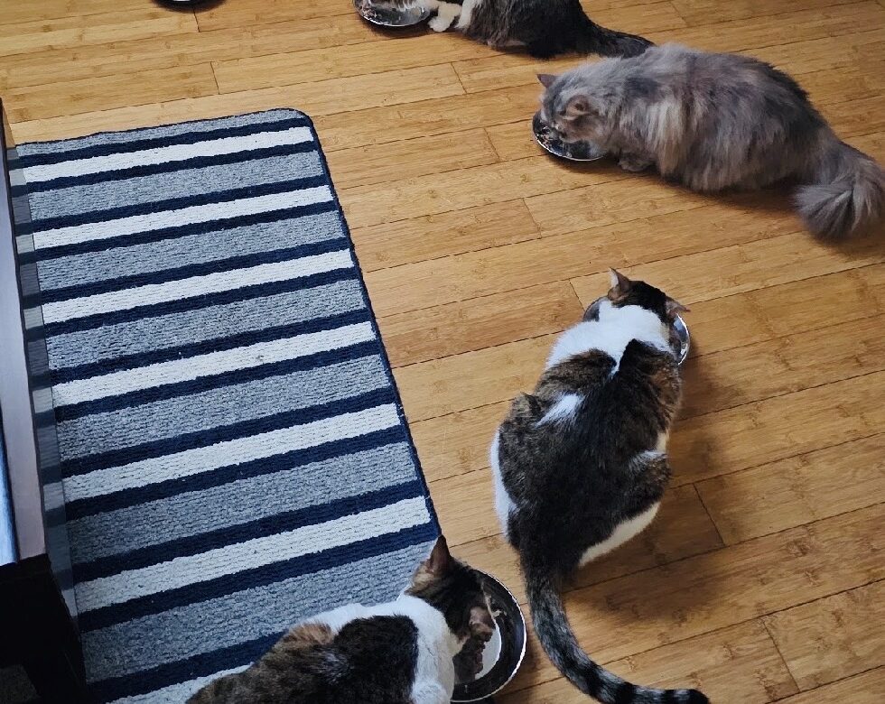 The Cats Who Crossed Continents and the Couple Who Never Gave Up